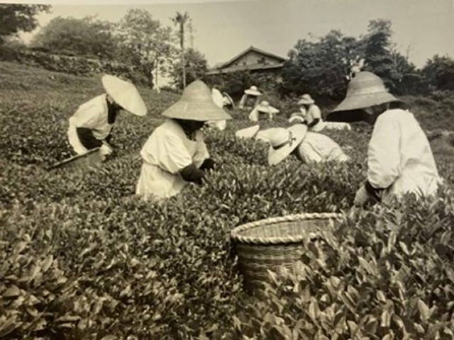 製茶革命と機械化