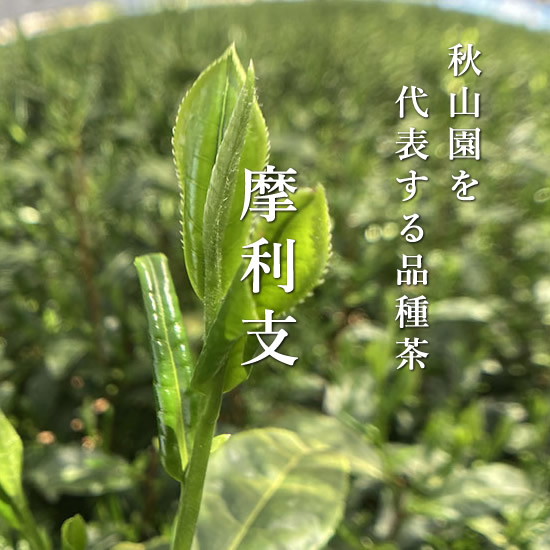 秋山園を代表する品種茶：摩利支